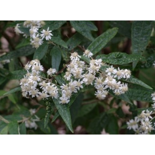 Snowy Daisy Bush x 1 Plants Olearia lirata Native Flowers Sun Shade Hardy White flowering shrubs Rockery Hedge Rock Garden